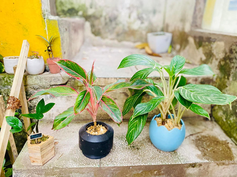 Cây bạch mã hoàng tử và cây phú quý cùng chi và họ