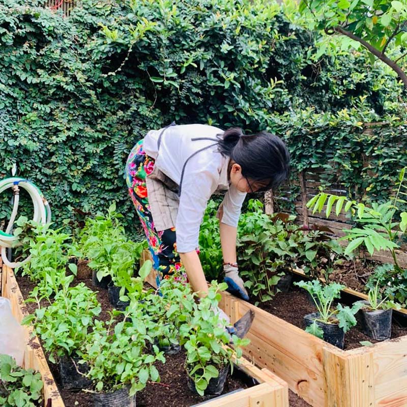 cách chăm sóc cây húng bạc hà