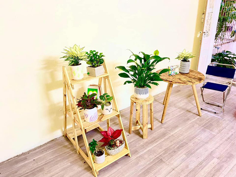 Có nên trồng cây xanh trong phòng ngủ