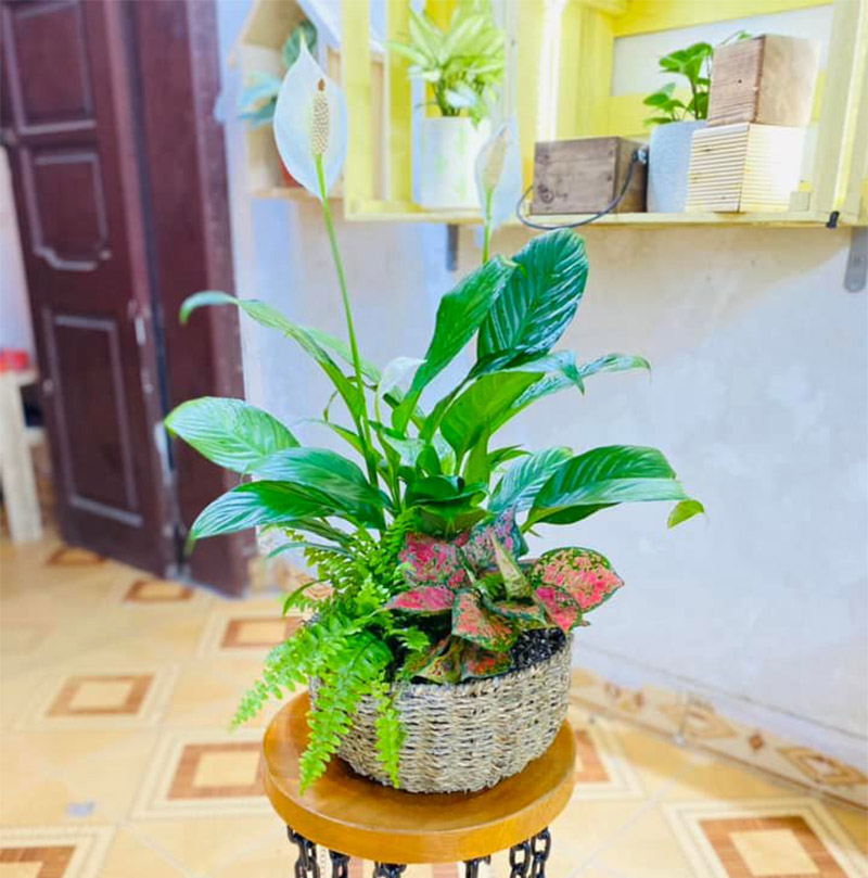 Chậu Lan Ý dễ chăm sóc